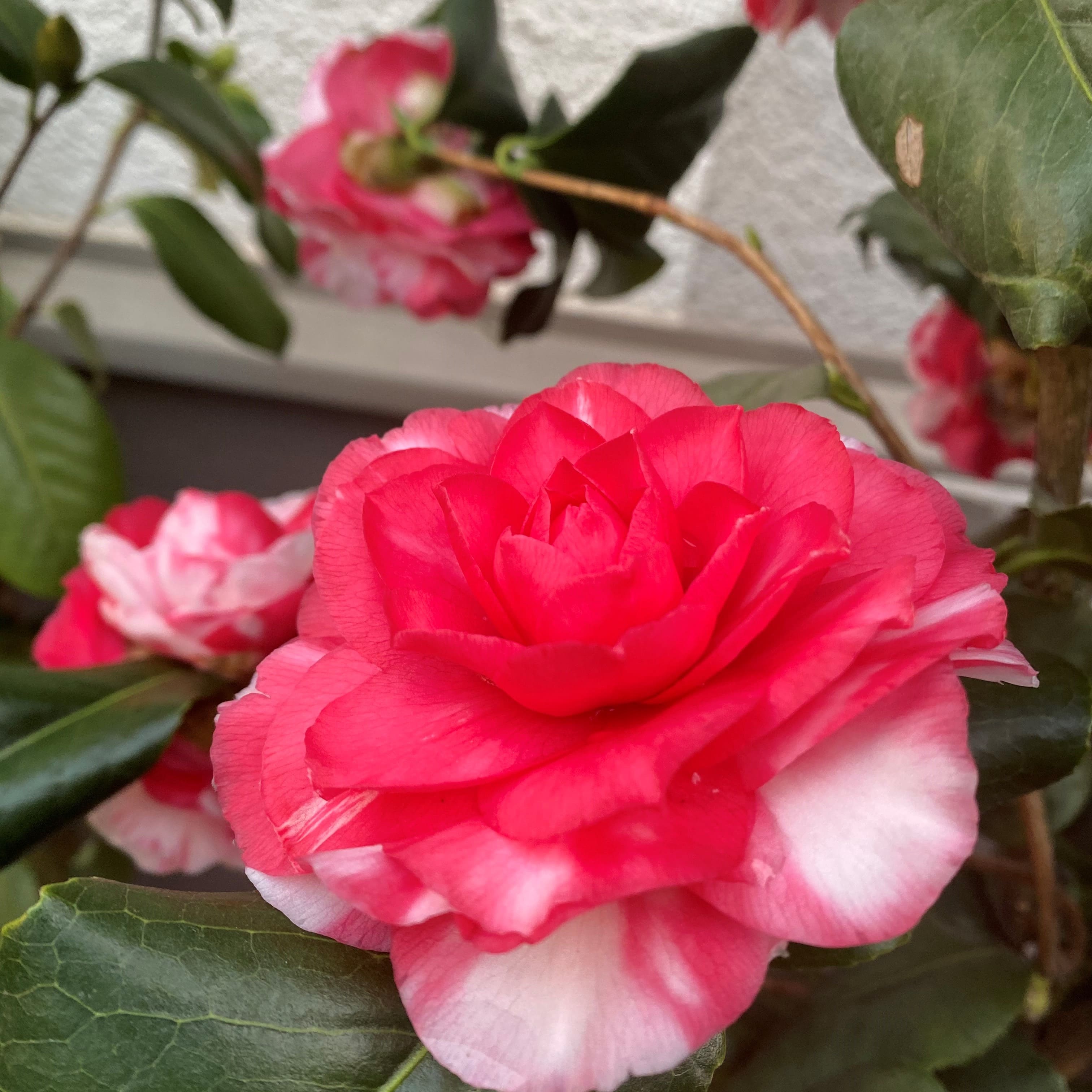 Camellia Imbricata Rubra