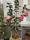 Camellia Imbricata Rubra