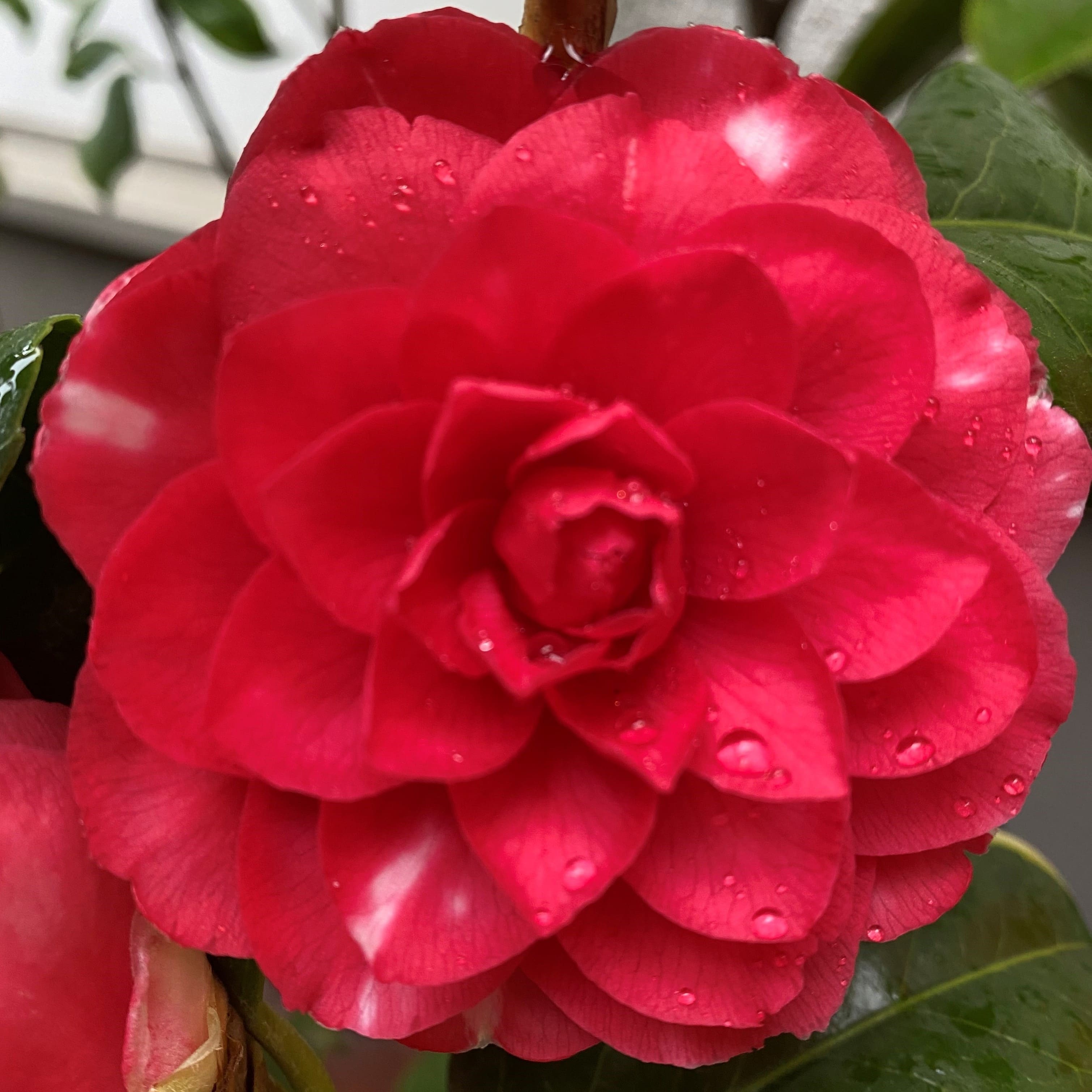 Camellia Imbricata Rubra