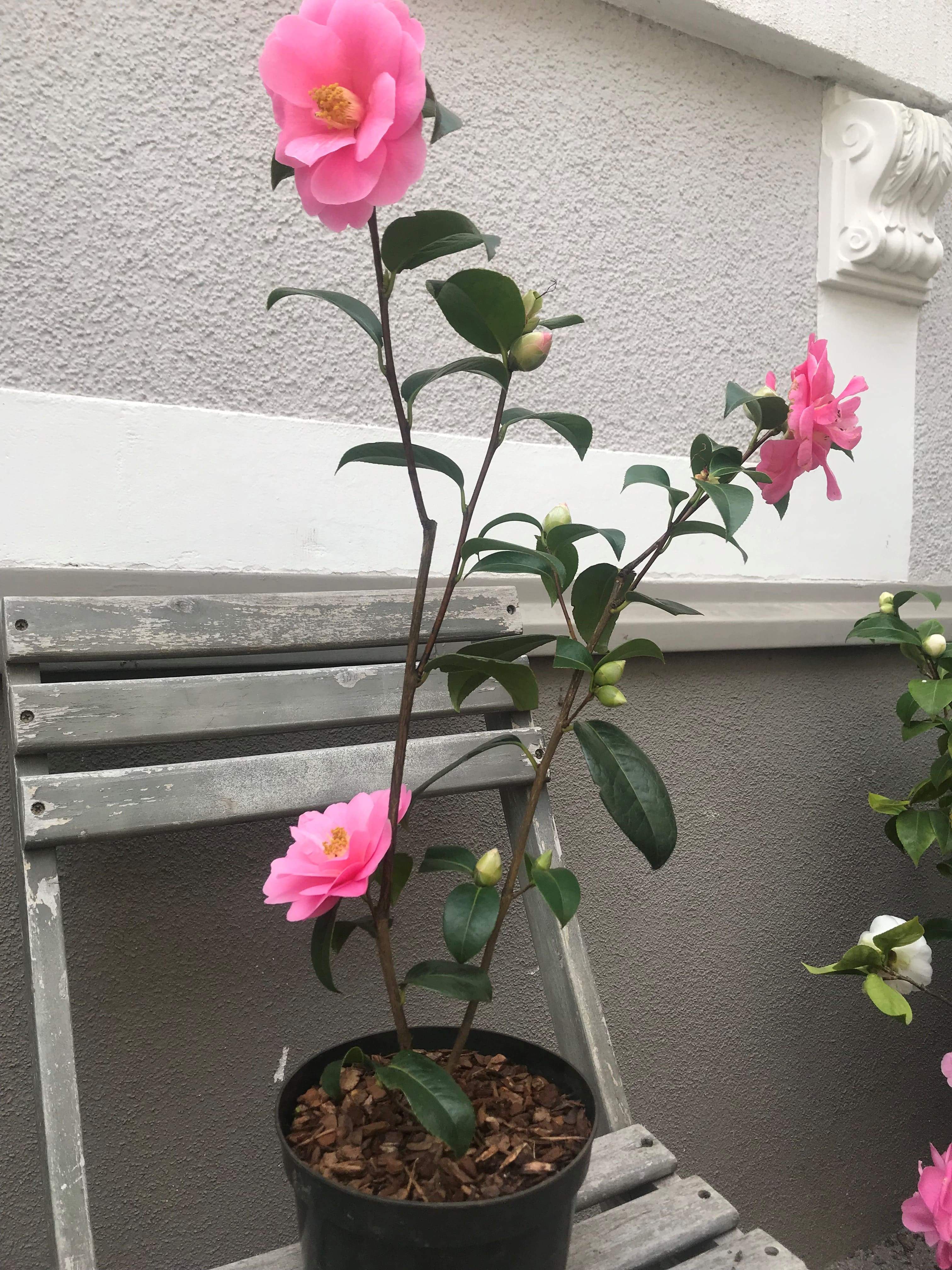 Camellia Inspiration