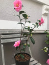 Camellia Inspiration