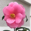 Camellia Inspiration