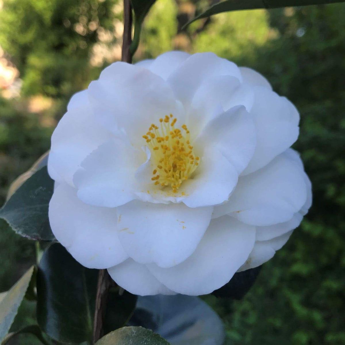 Camellia Janet Waterhouse