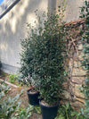 Camellia Jennifer Susan