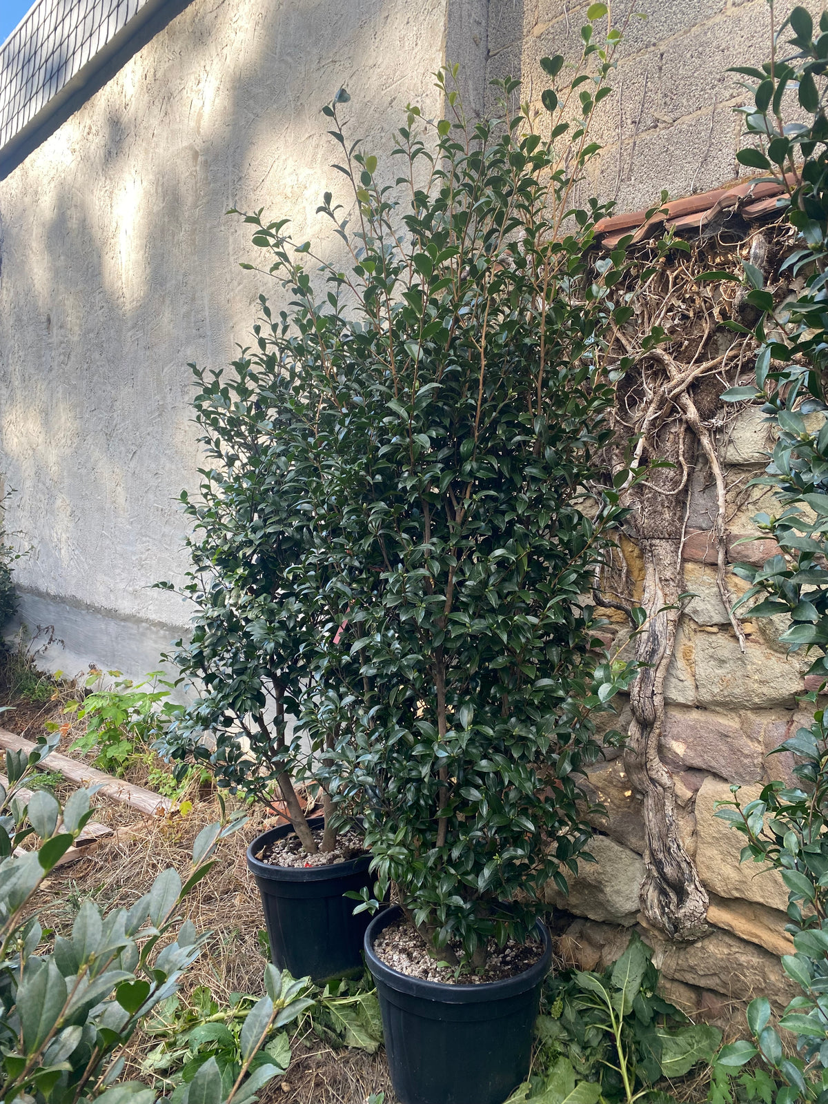 Camellia Jennifer Susan