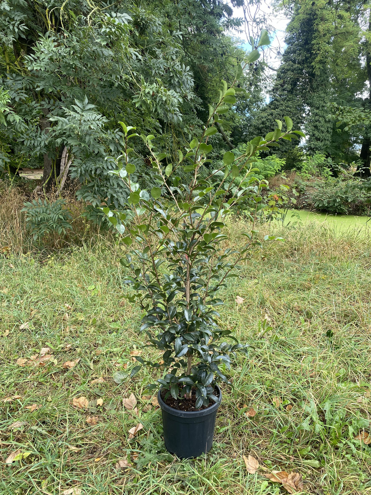 Camellia Jennifer Susan