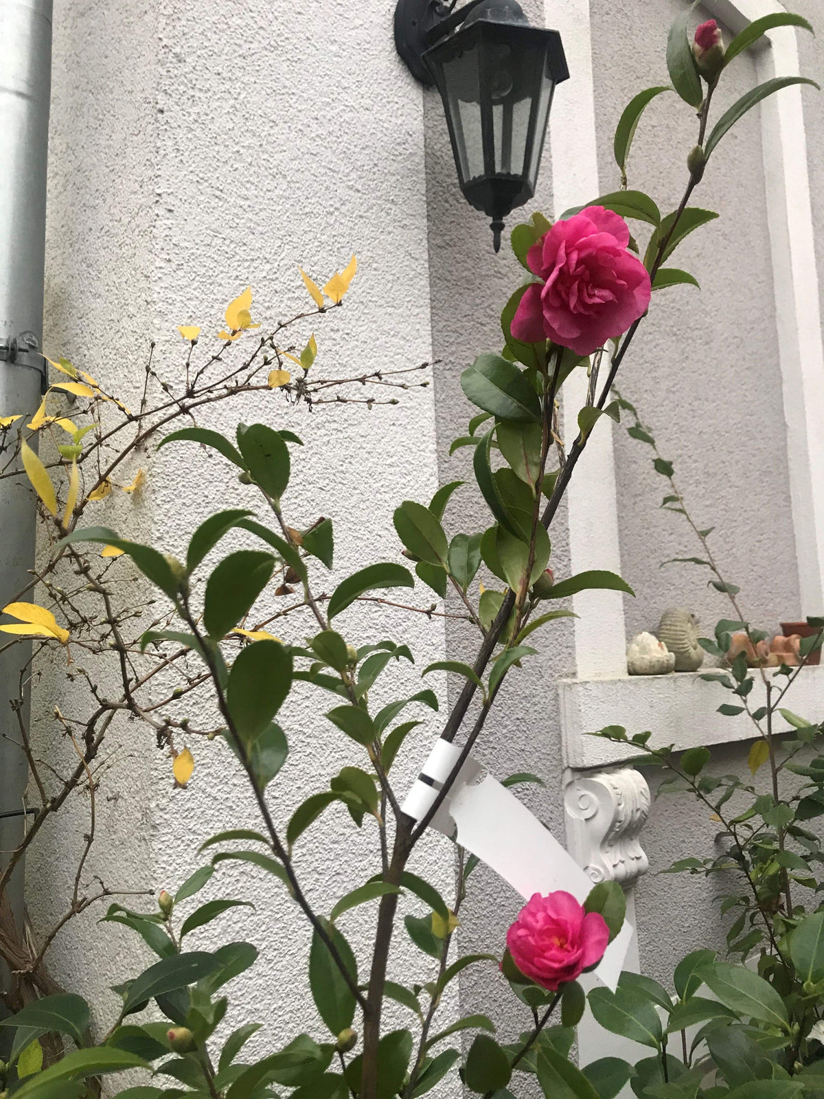 Camellia Jennifer Susan