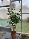 Camellia Jury&#39;s Yellow