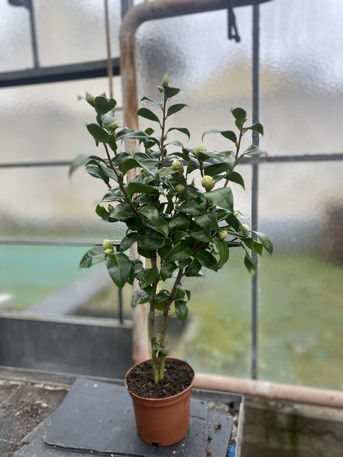 Camellia Jury&#39;s Yellow