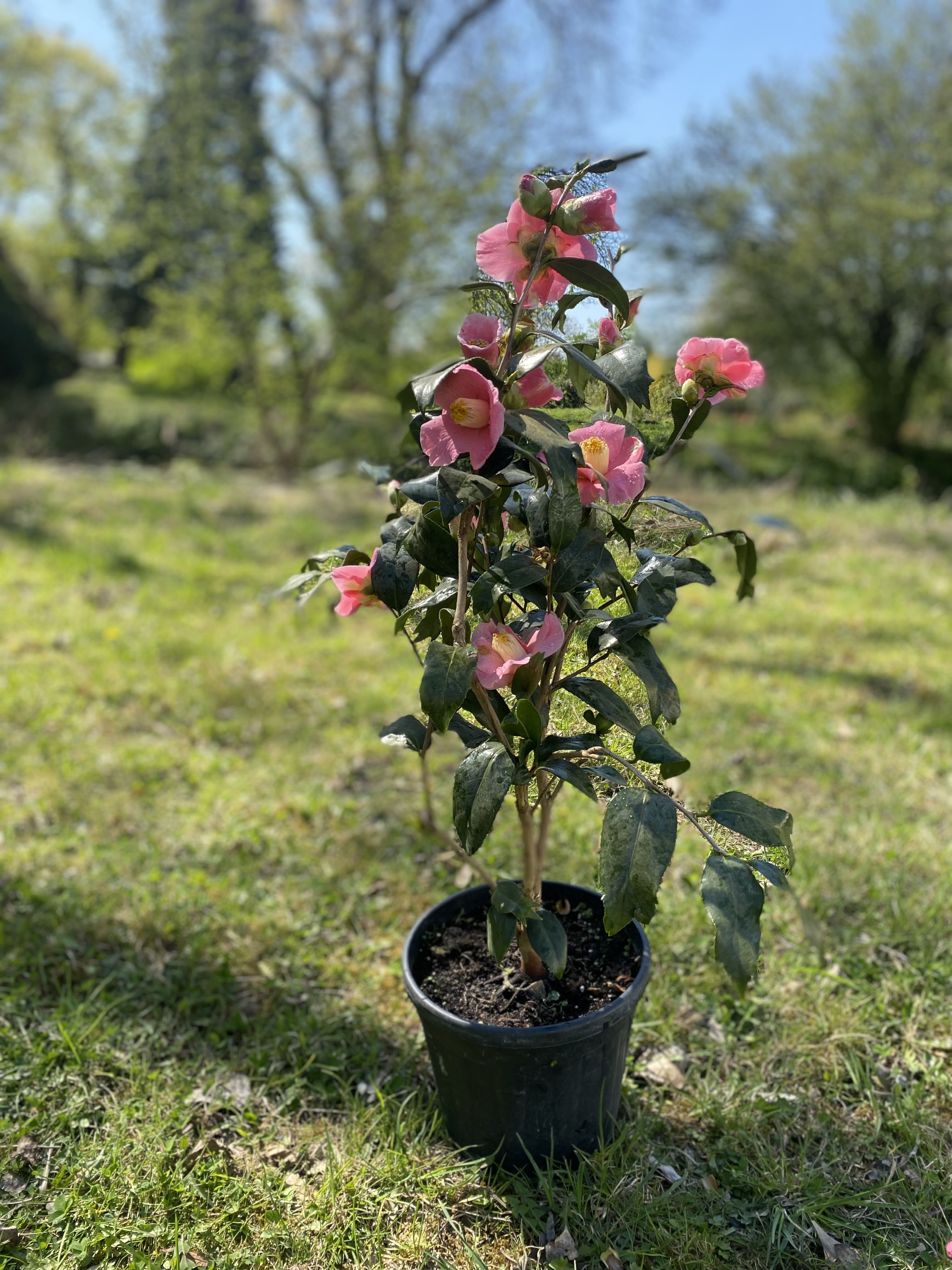 Camellia Kingyo-Tsubaki