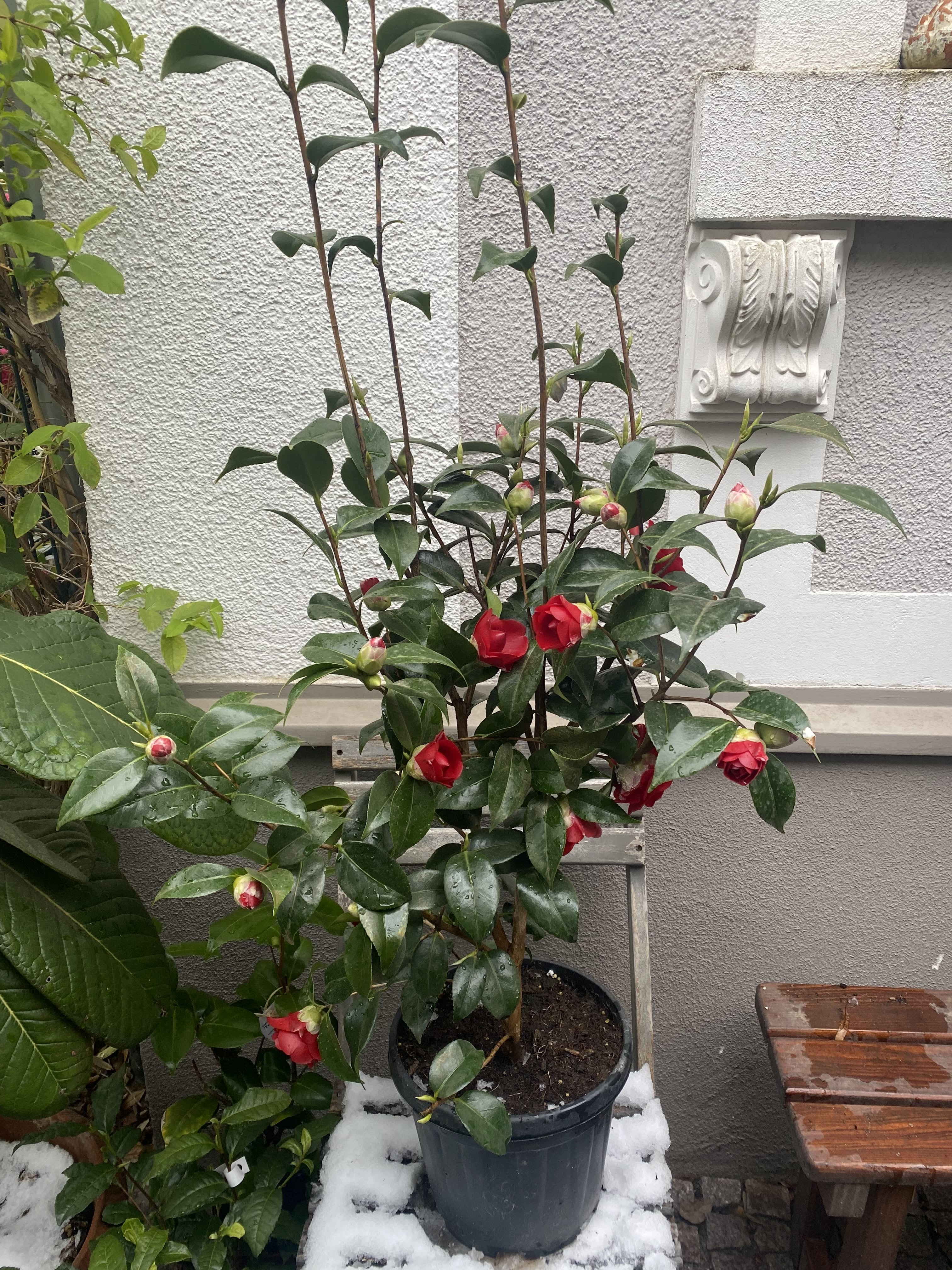 Camellia Konronkoku