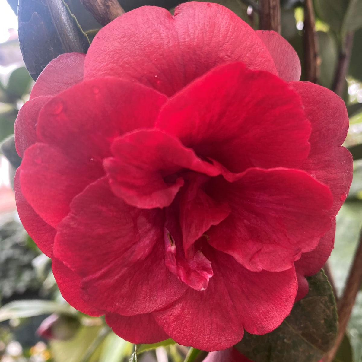 Camellia Konronkoku