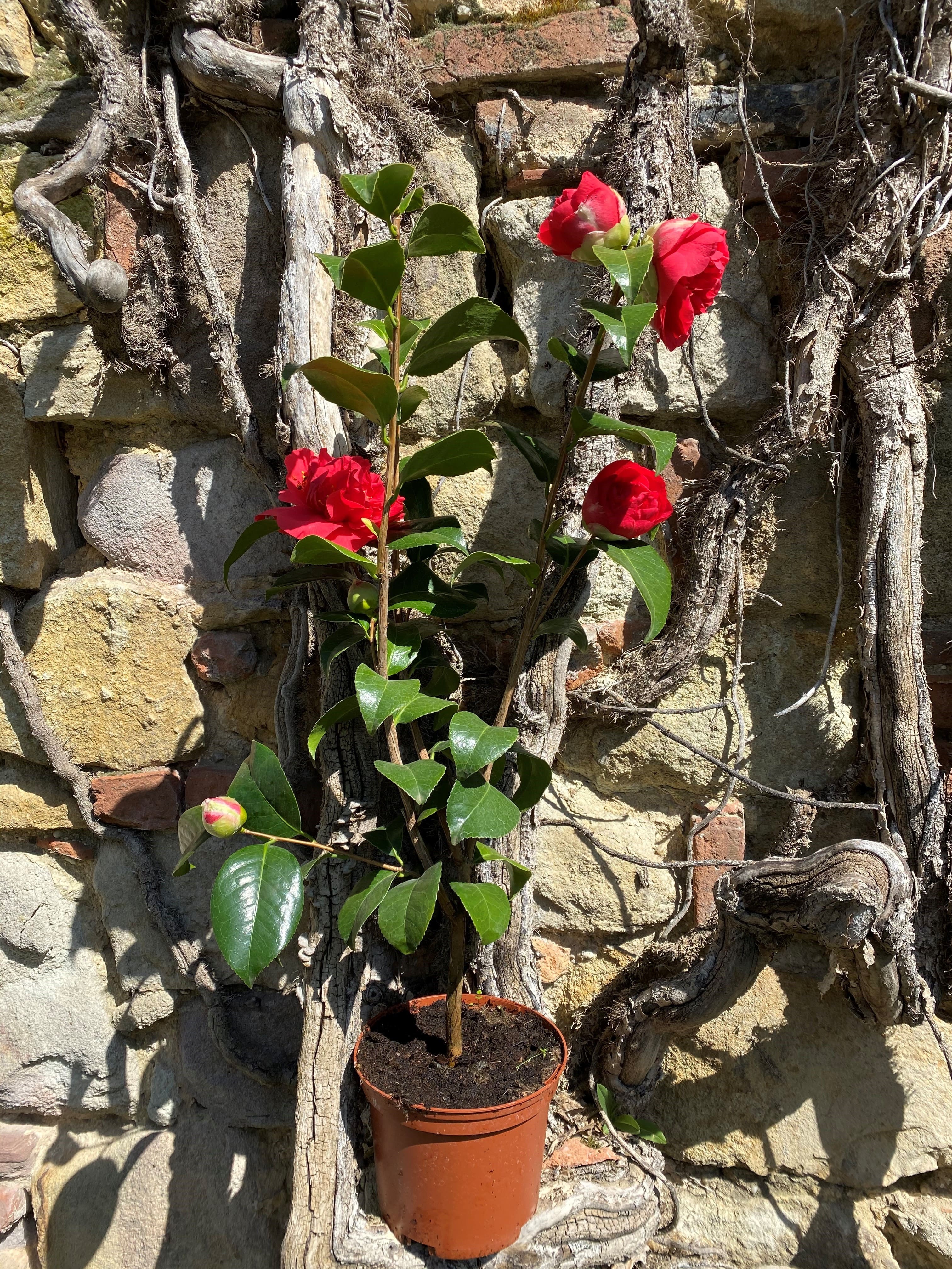 Camellia Kramer's Supreme