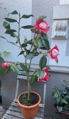 Camellia Higo Kumagai
