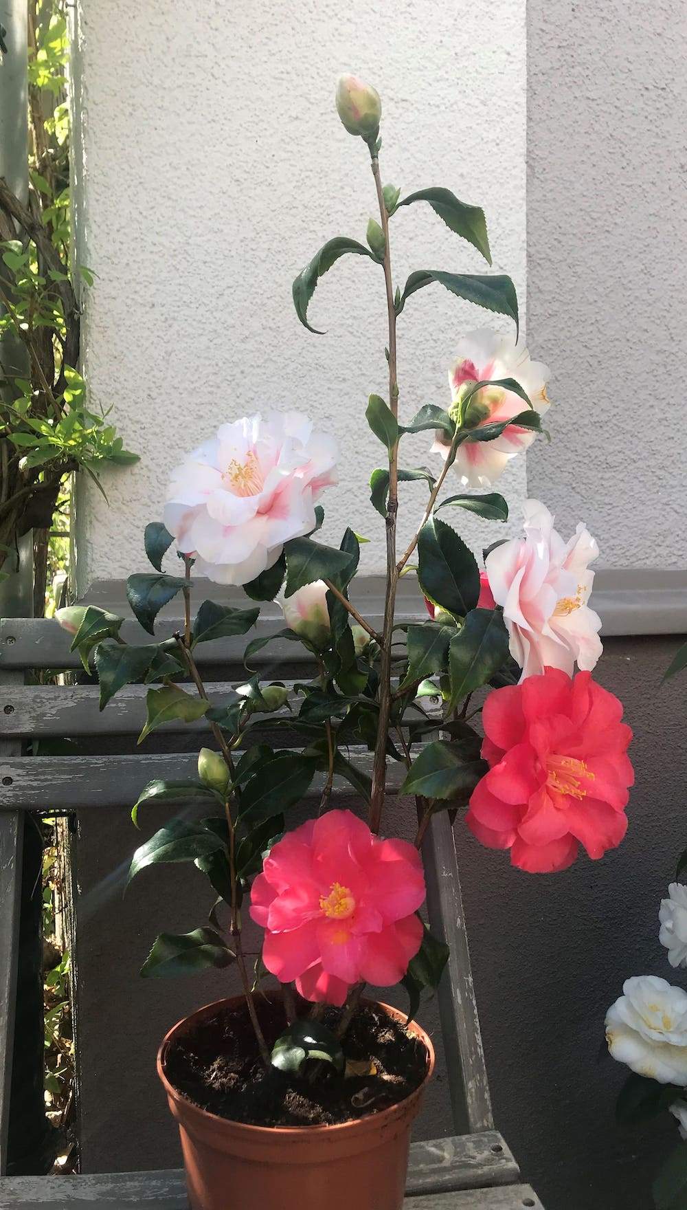 Camellia Lady Vansittart