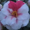 Camellia Lady Vansittart
