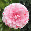 Camellia Lavinia Maggi