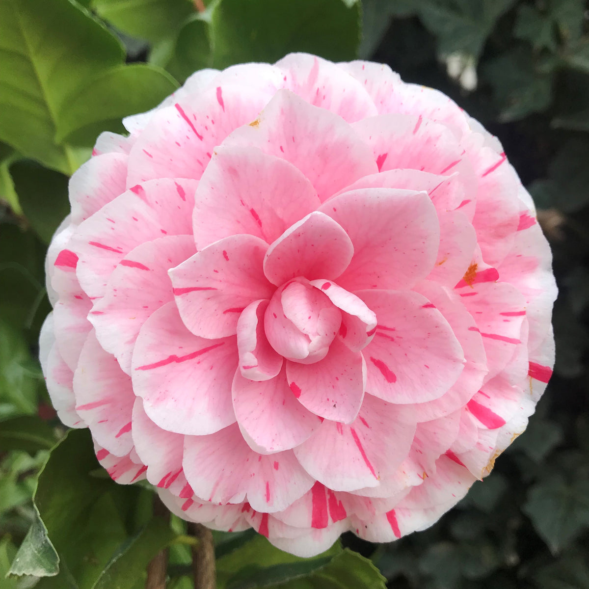 Camellia Lavinia Maggi