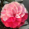 Camellia Lavinia Maggi