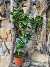 Camellia Lavinia Maggi