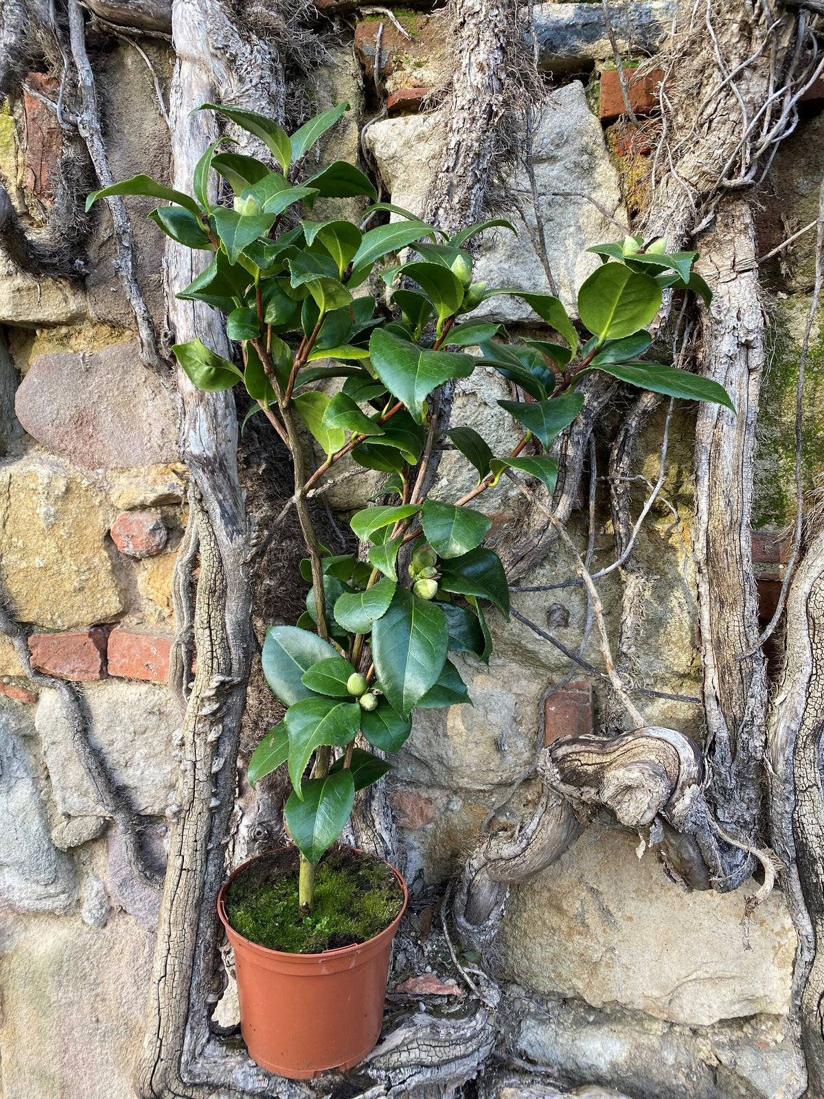 Camellia Lavinia Maggi
