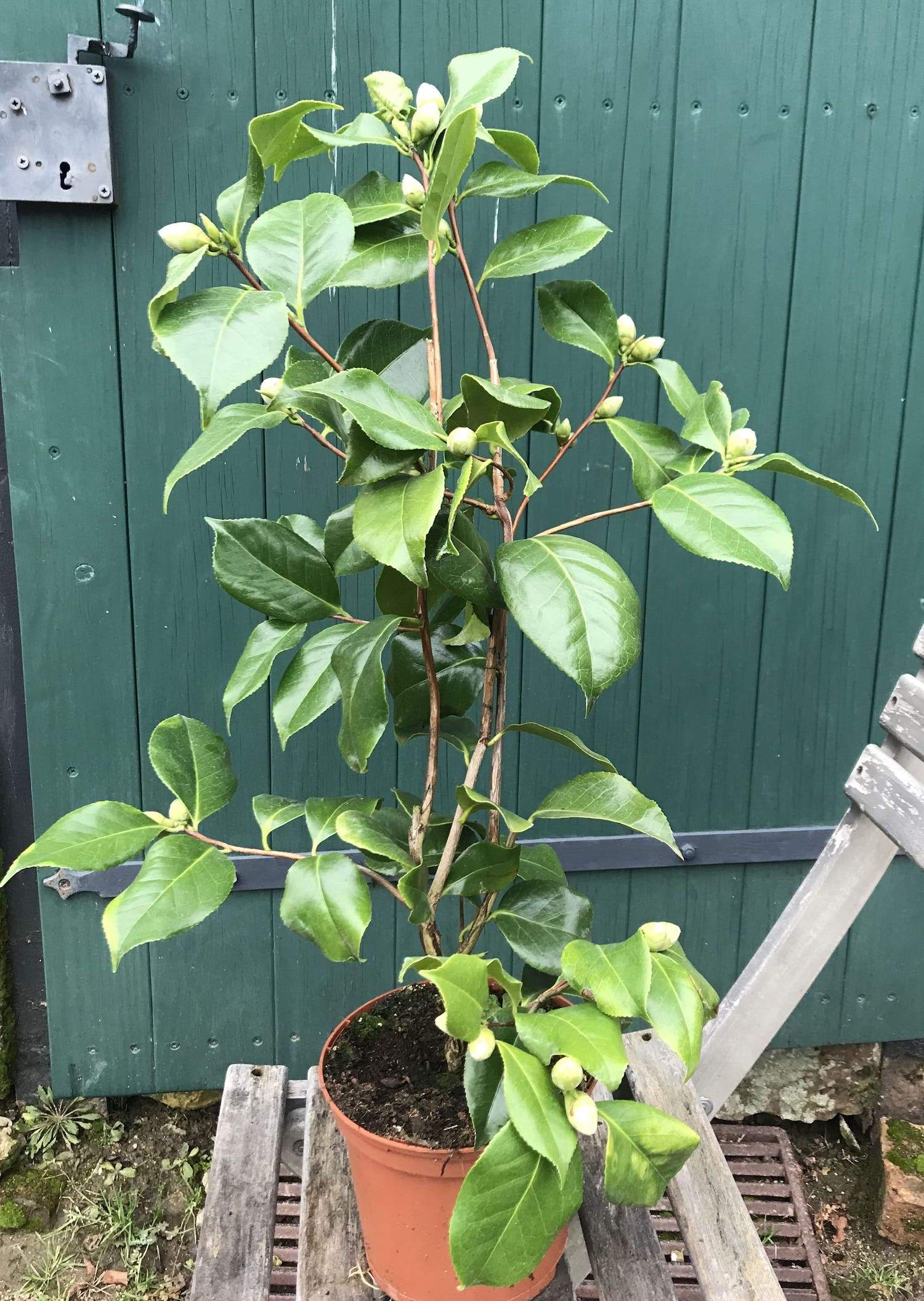 Camellia Le Lys