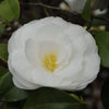 Camellia Le Lys