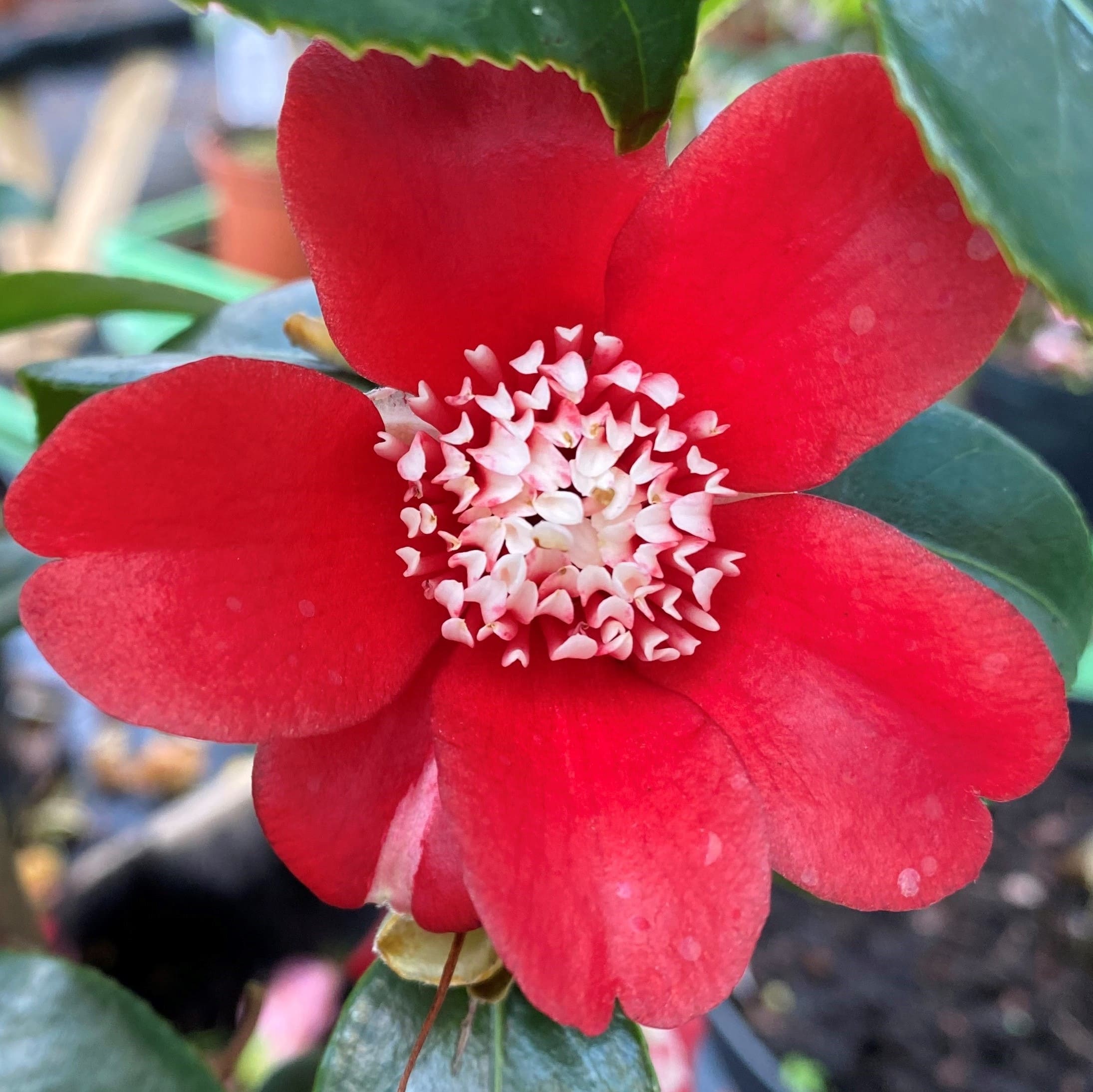 Camellia Lipstick