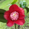Camellia Lipstick
