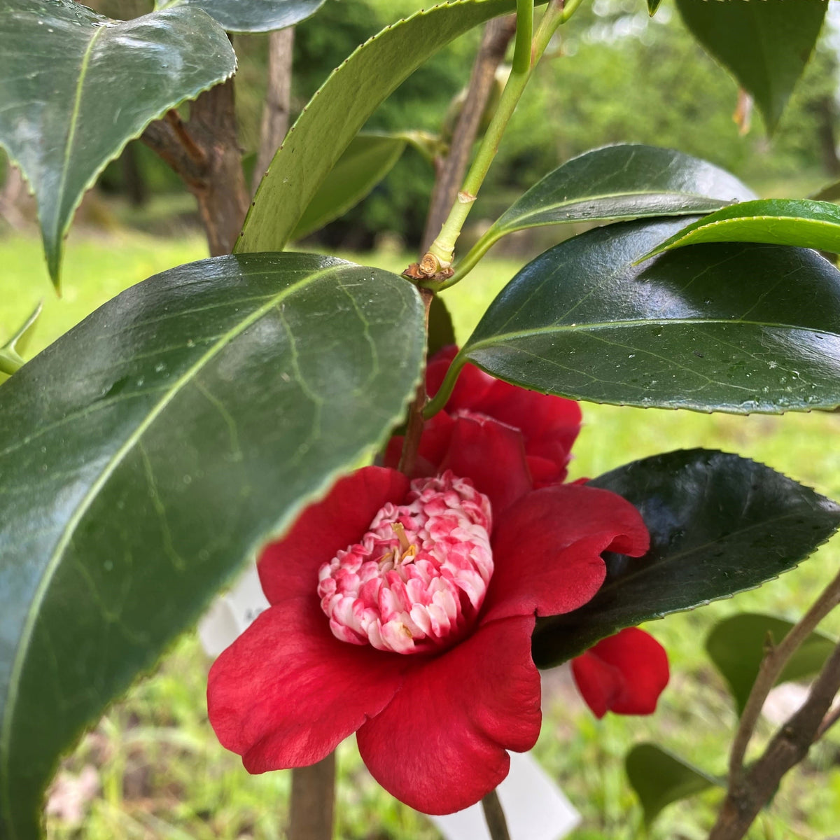 Camellia Lipstick