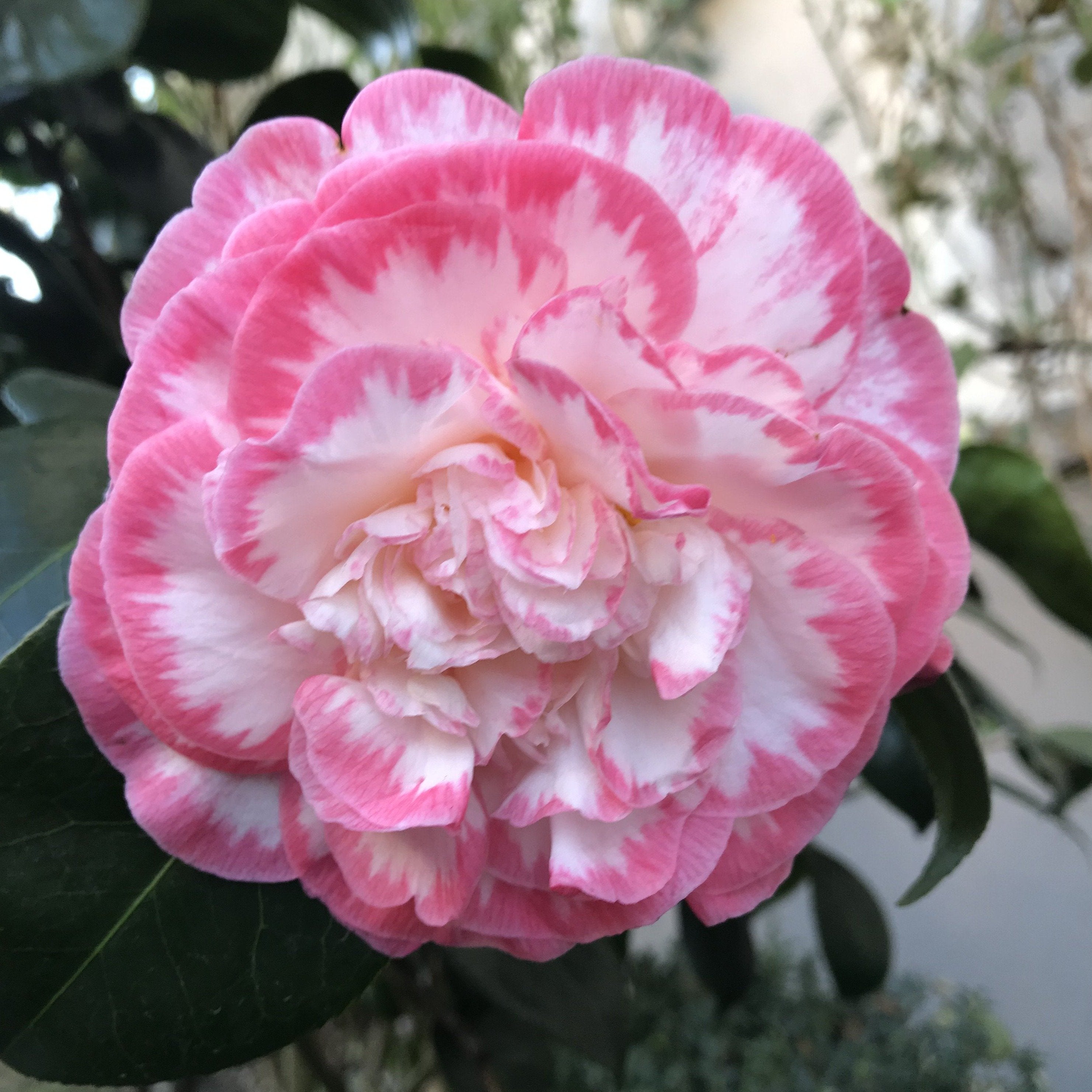 Camellia Margaret Davis - Mein-Kameliengarten.de