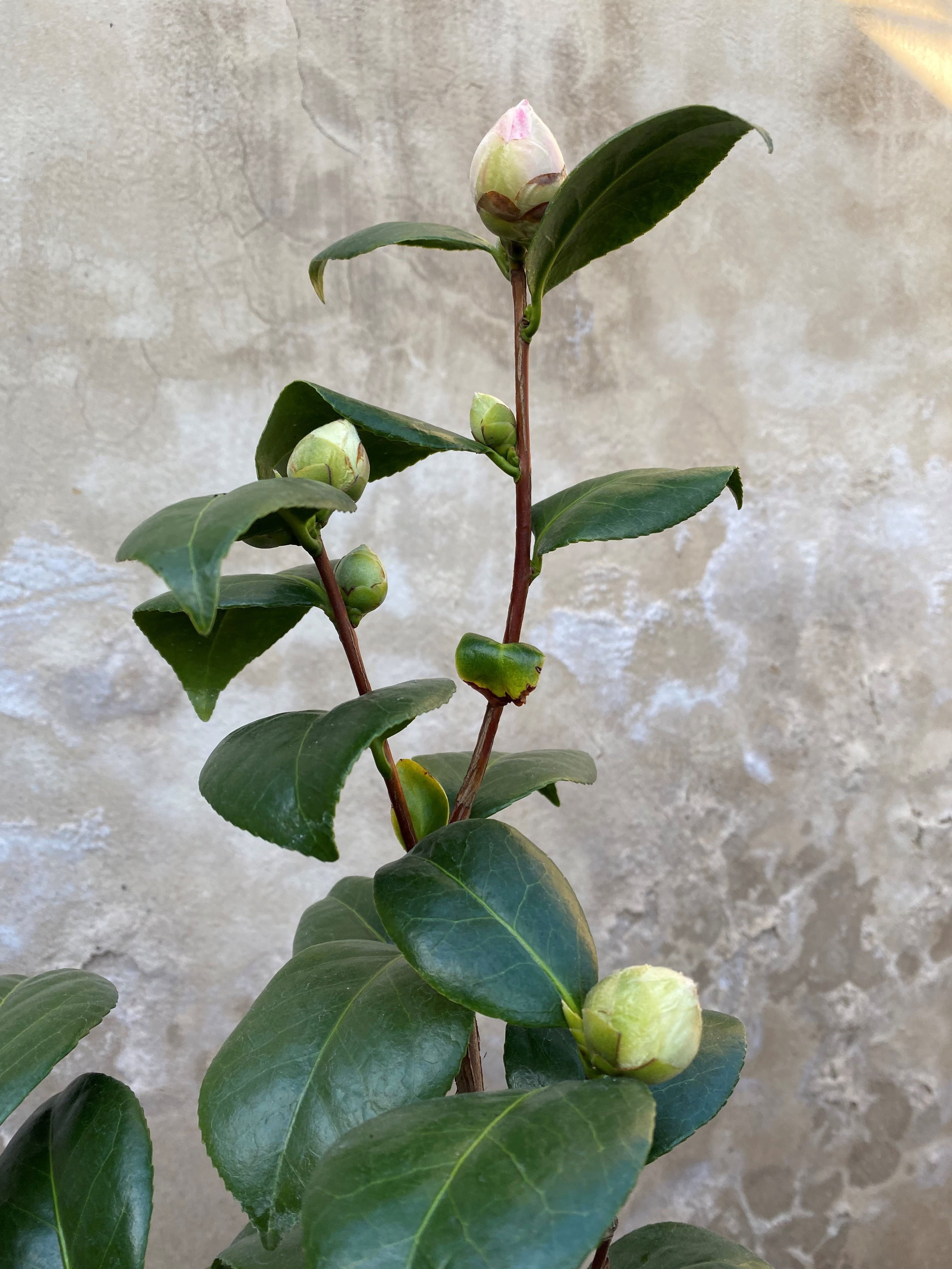 Camellia Margaret Davis