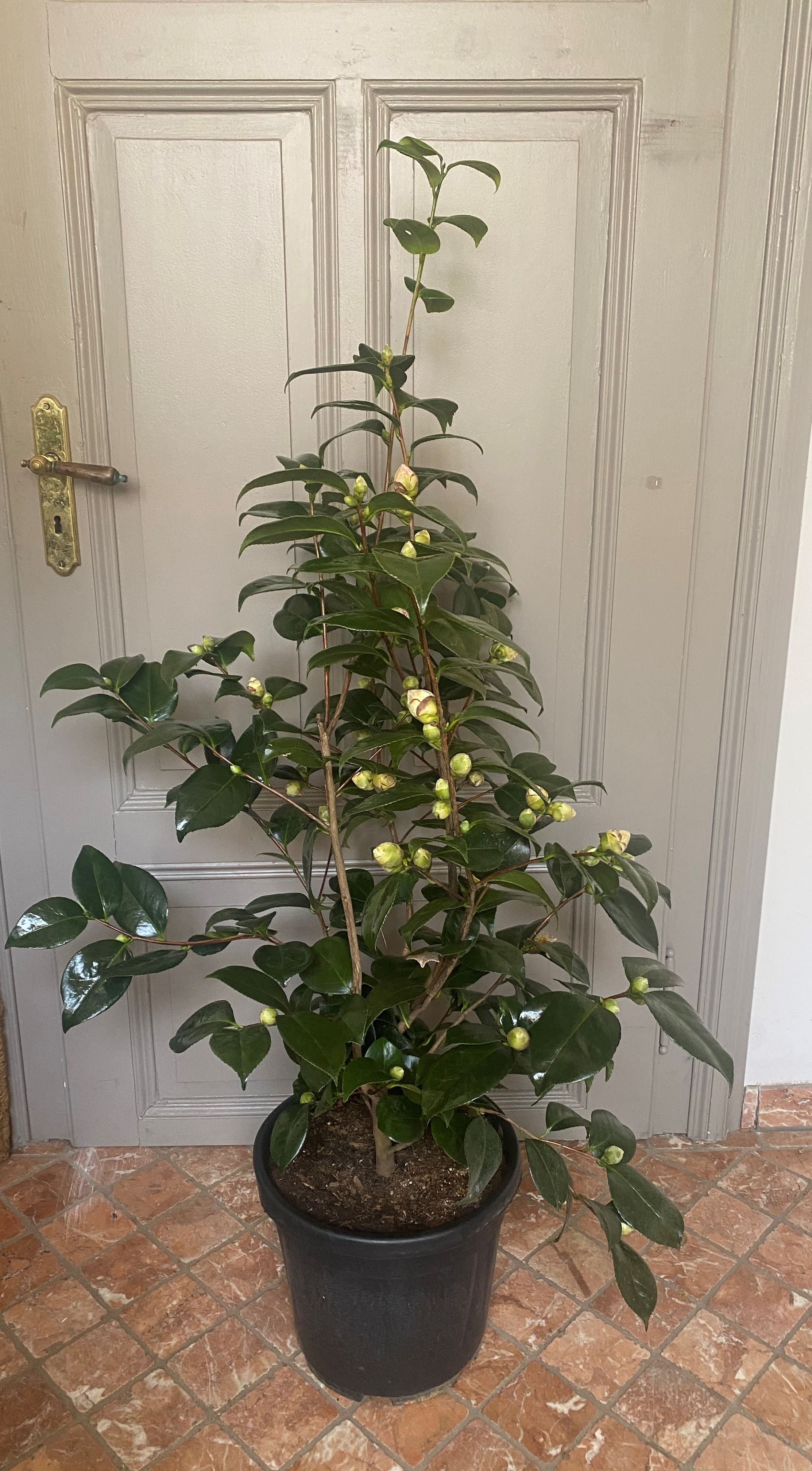 Camellia Margaret Davis