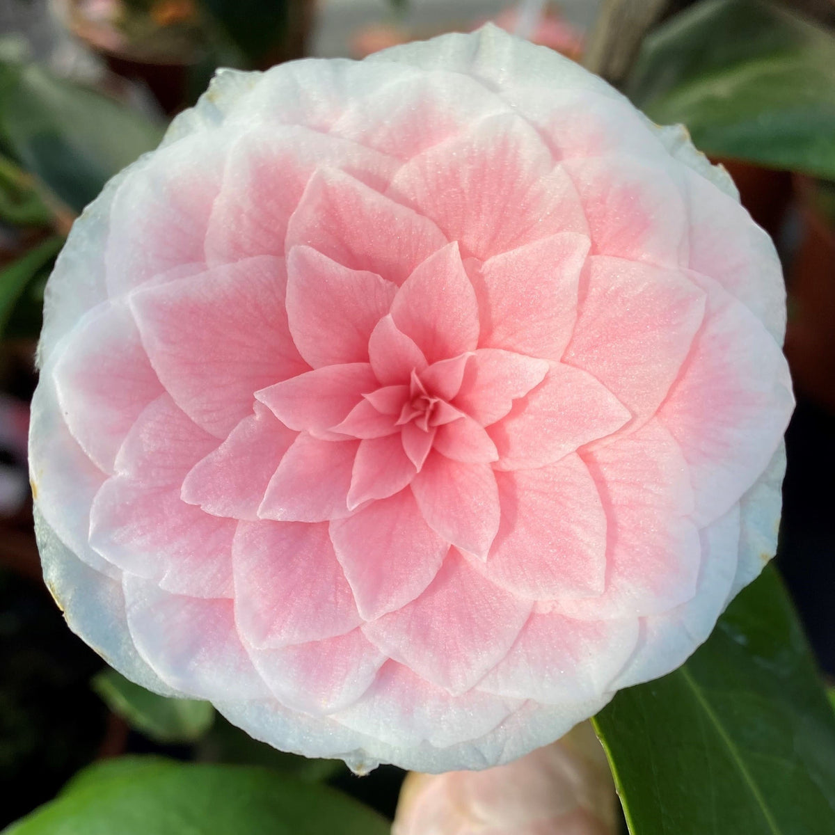 Camellia Mathotiana Rosea
