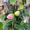 Camellia Mathotiana Rosea