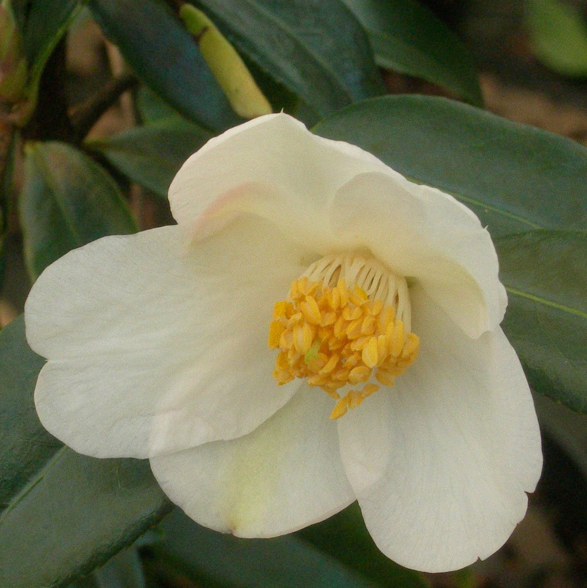 Camellia Michael