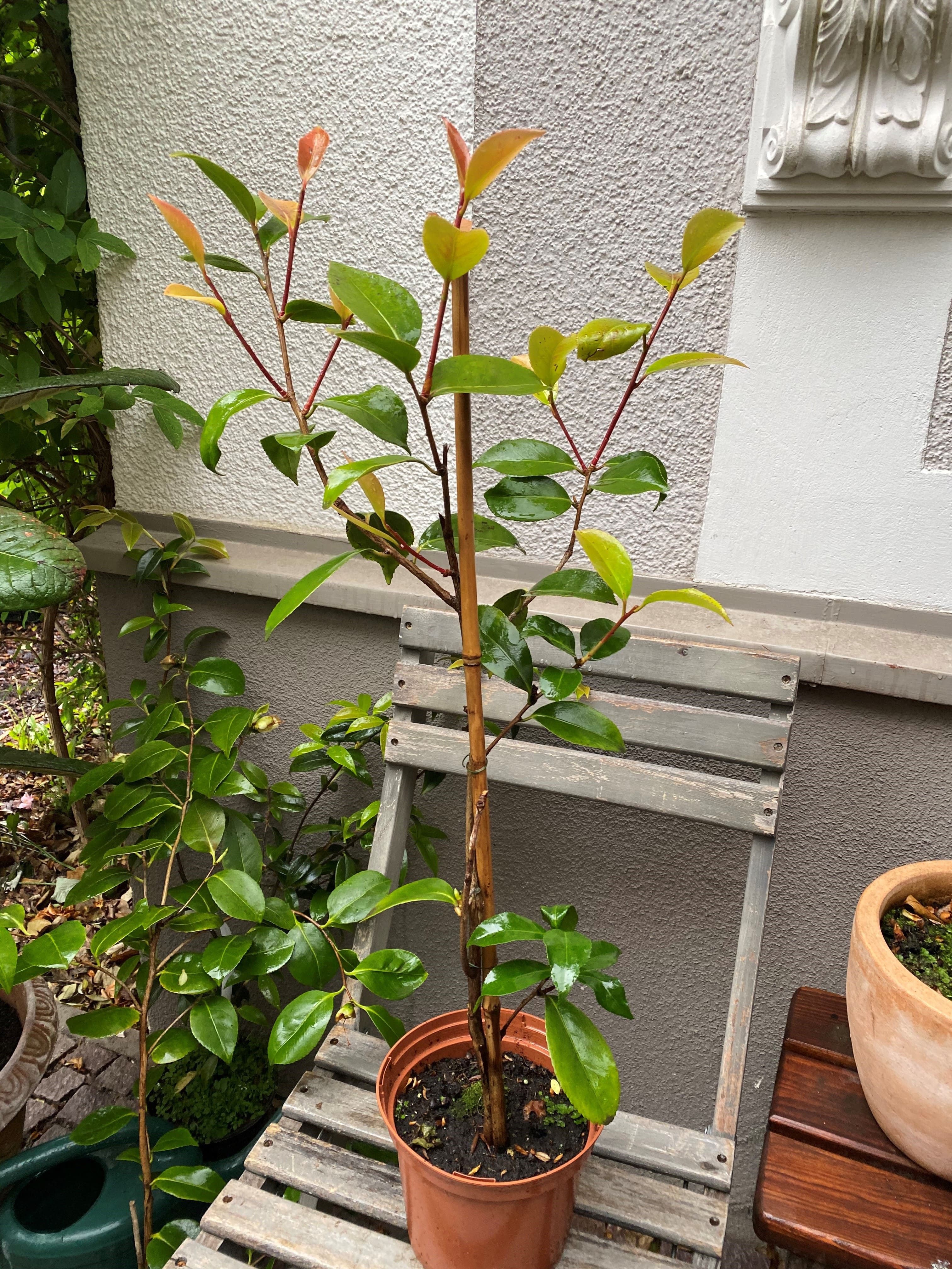 Camellia Midnight Magic