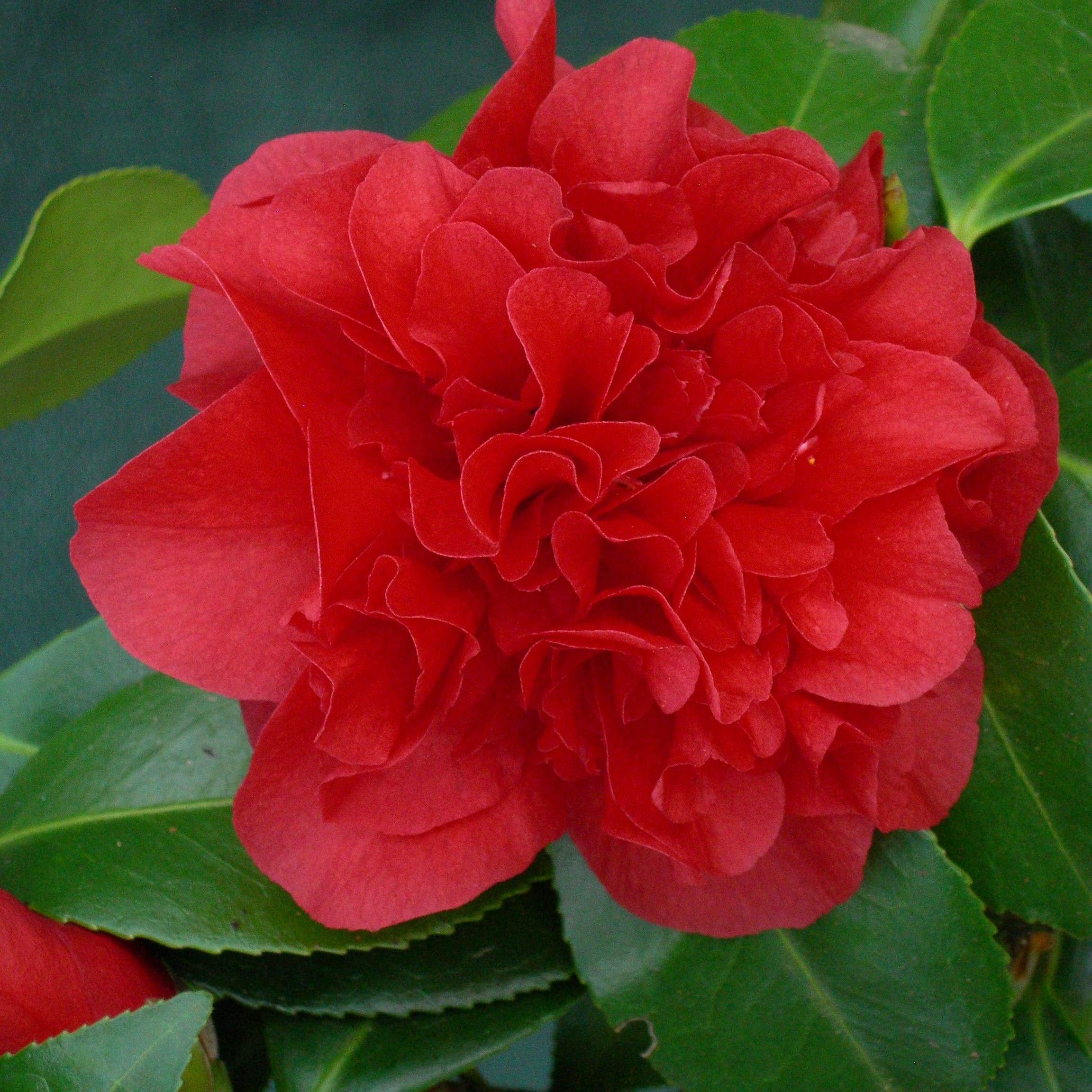 Camellia Midnight Magic