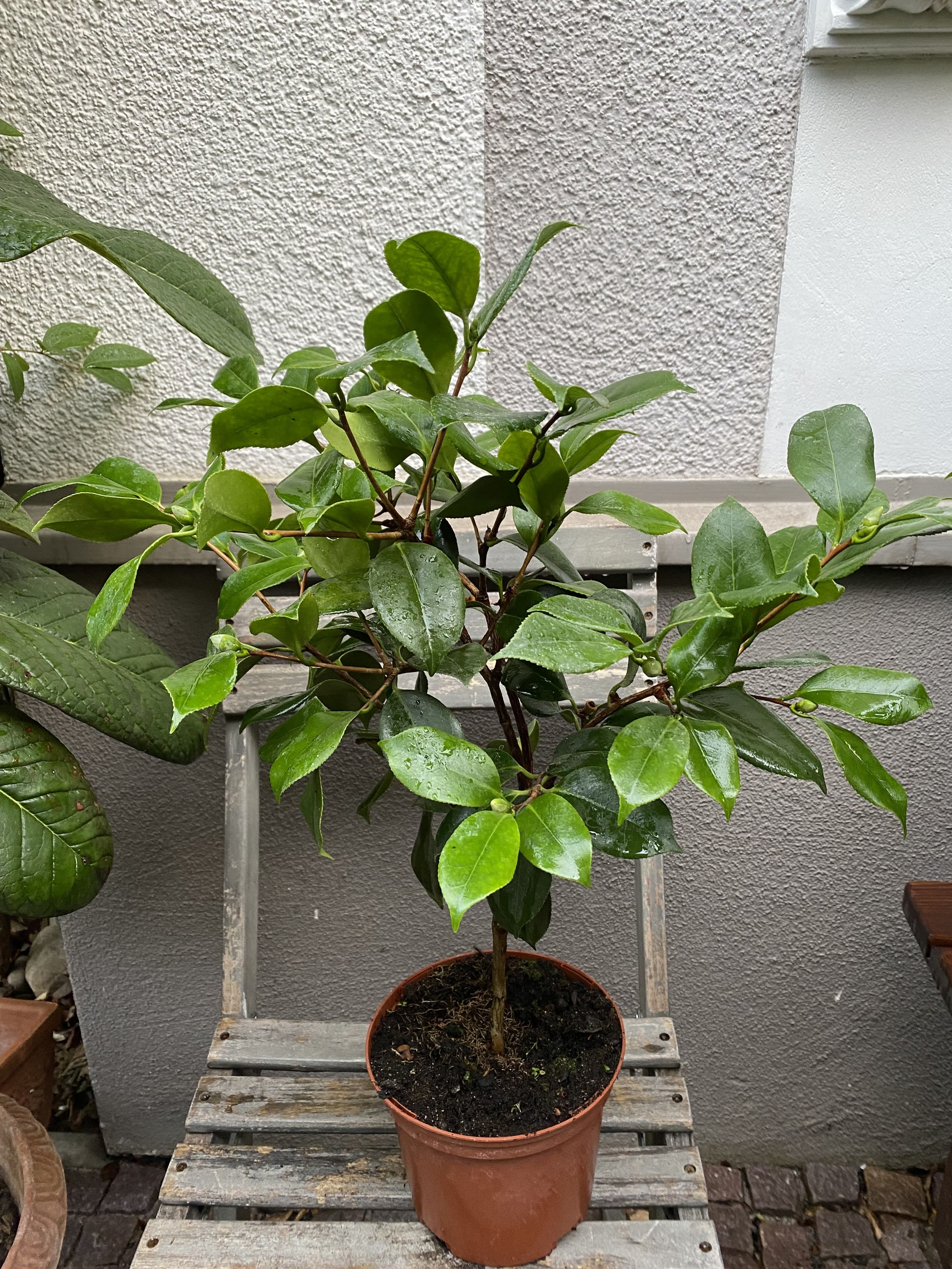 Camellia Higo Mikuni-no-homare