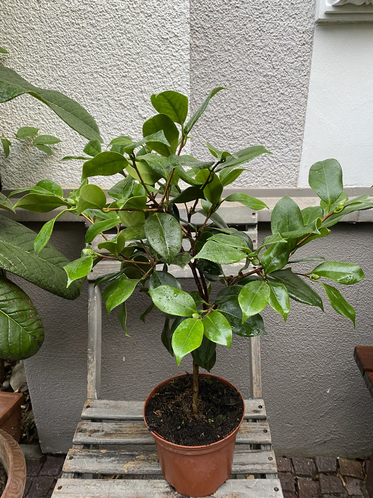 Camellia Higo Mikuni-no-homare