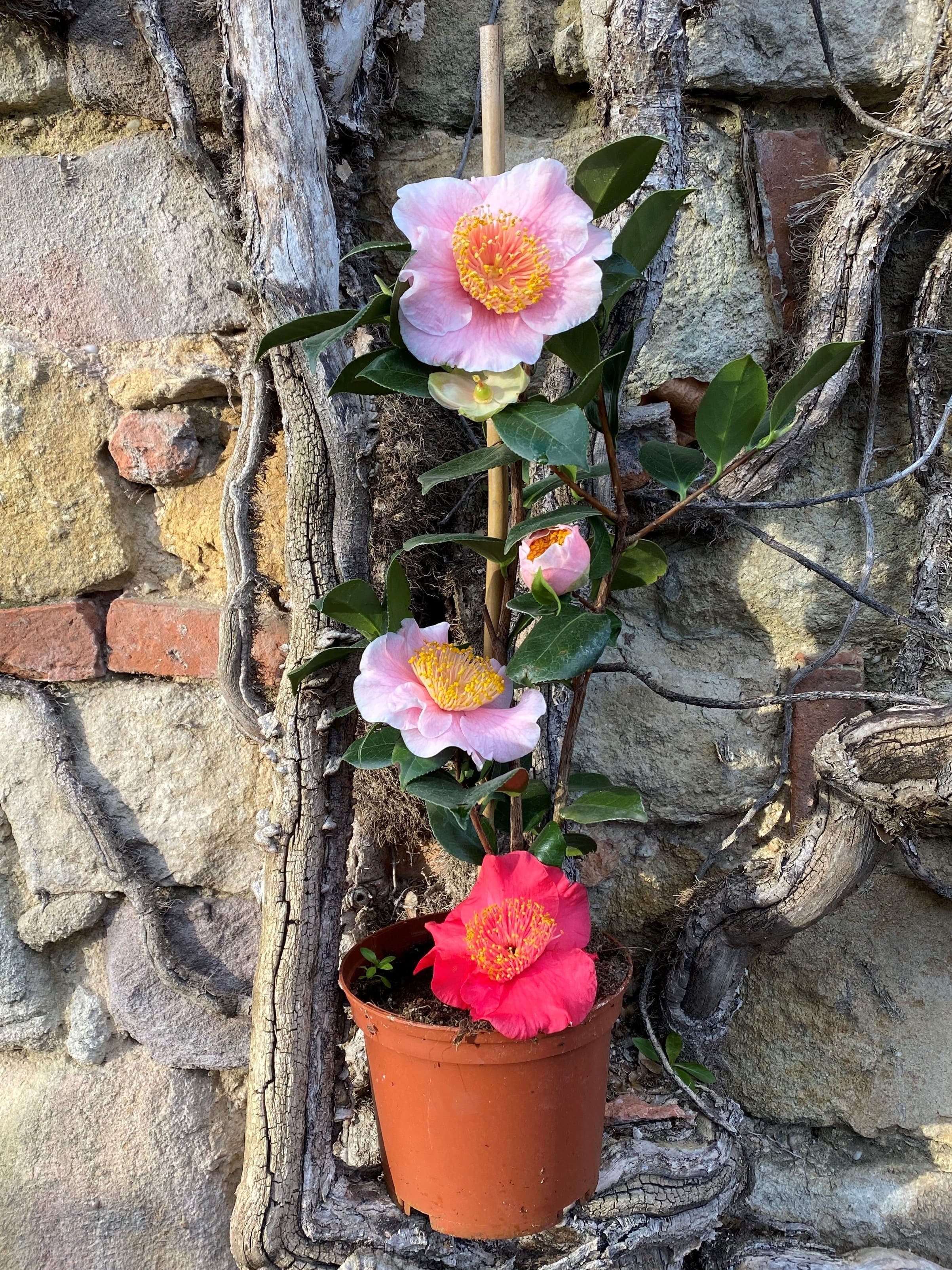 Camellia Higo Mikuni-no-homare
