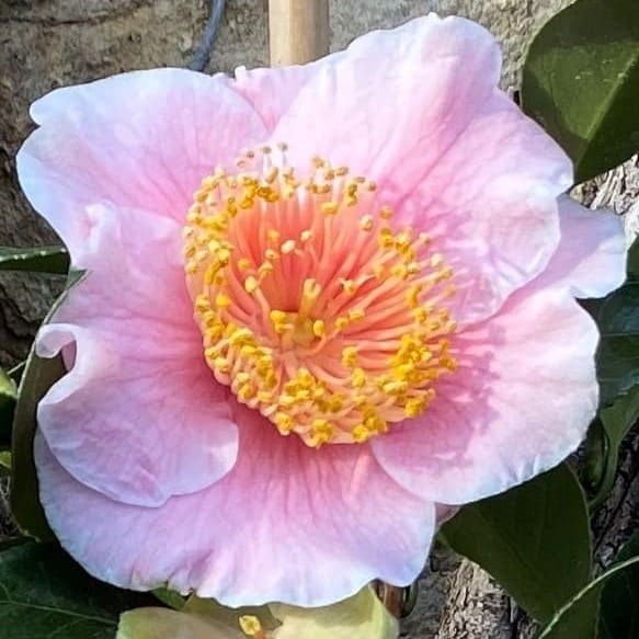 Camellia Higo Mikuni-no-homare