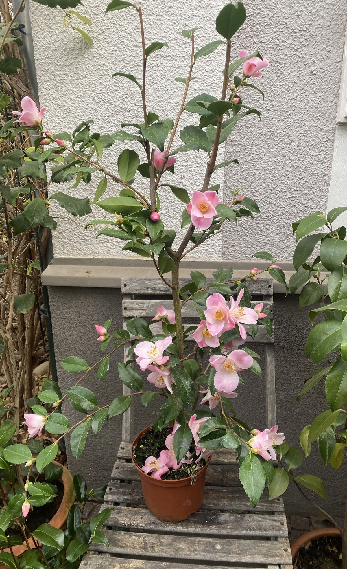 Camellia Minato-no-akebono