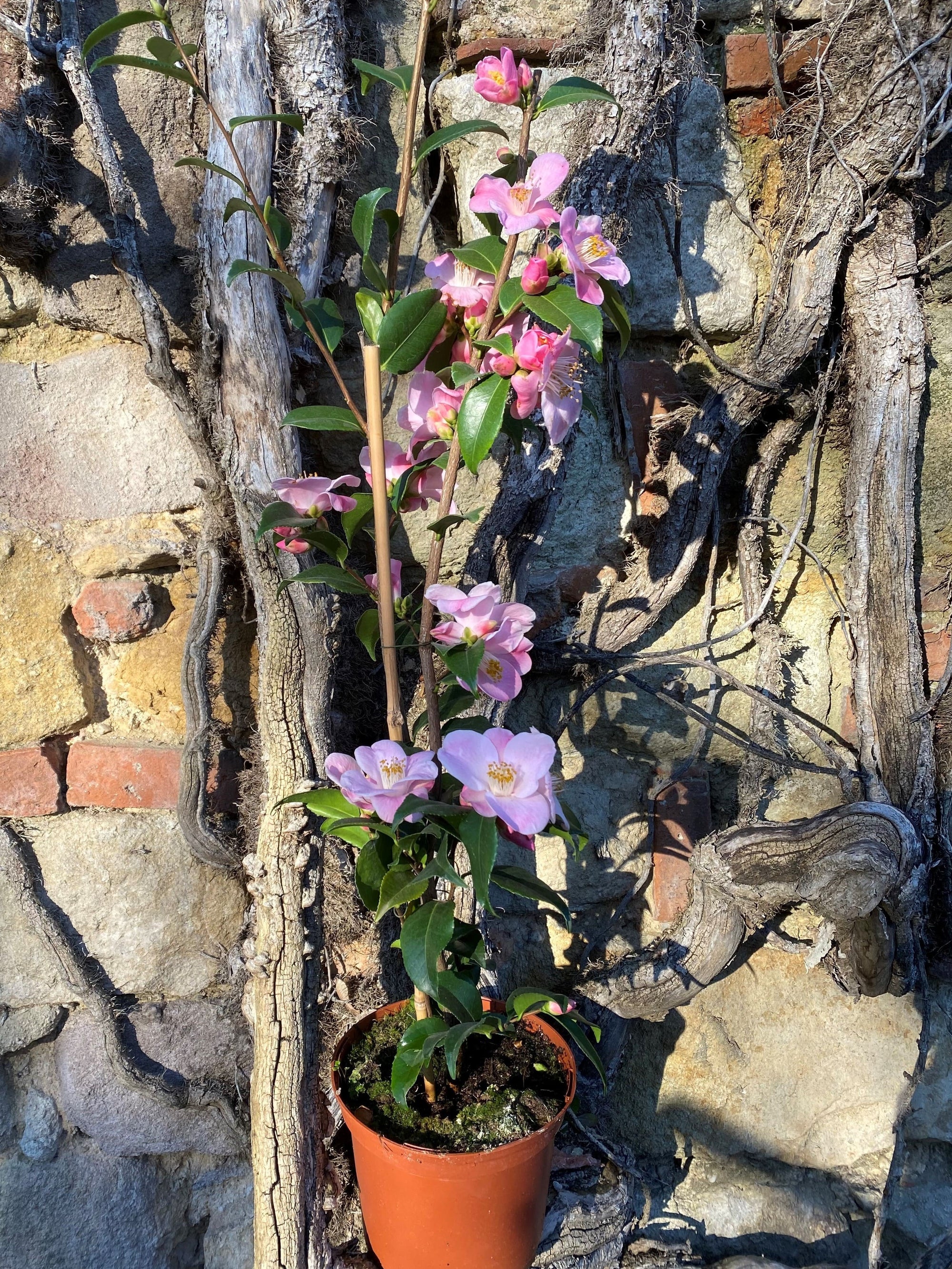Camellia Minatonoakebono rosa Kamelien Pflanze MeinKameliengarten.de