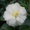 Camellia Mine-no-yuki