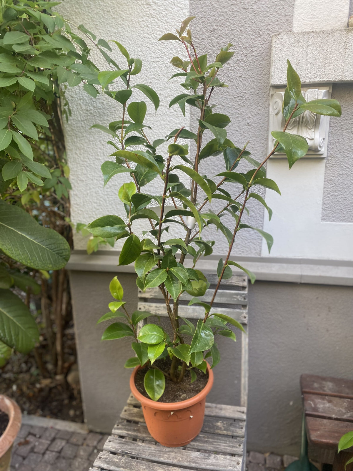 Camellia Mrs. Charles Cobb