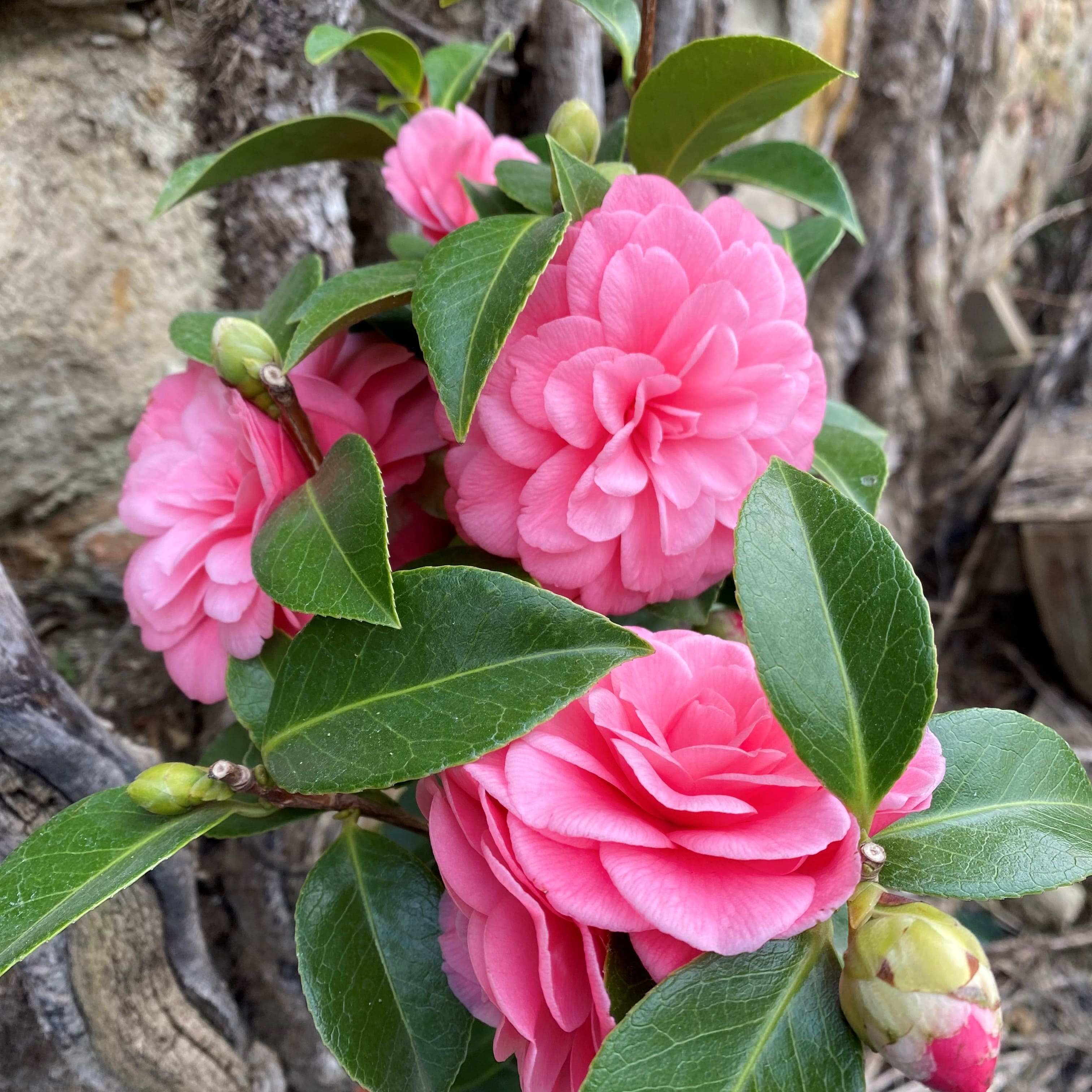 Camellia Mrs. Tingley