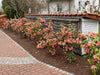 Camellia Mrs. Tingley