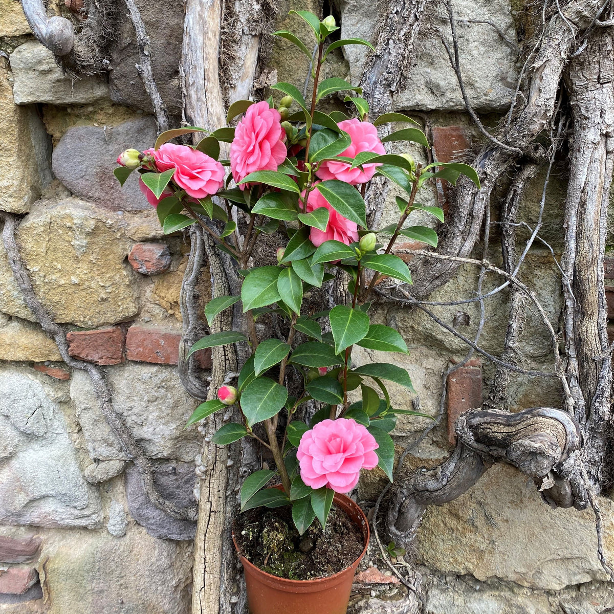 Camellia Mrs. Tingley