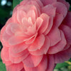 Camellia Mrs. Tingley